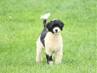 Fairbanks Registered AKC Portuguese Water Dog Puppy near Fairbanks North Star Borough Alaska