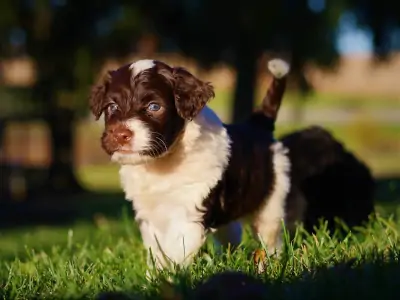 Best Banning California Registered Portuguese Water dogs for sale