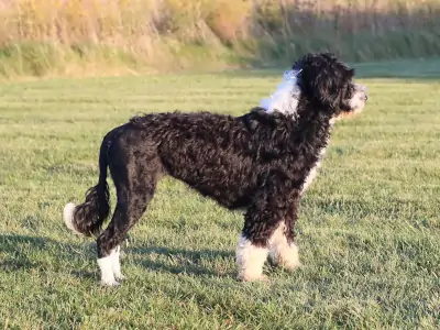 Purebred Portuguese Water Dogs available in Imperial Beach California