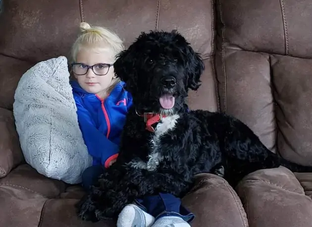 Family Raised Portuguese Water Dog Puppies in Littleton Colorado