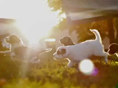 Portuguese Water Dog Puppy litter near Normal