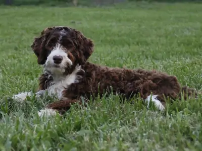 Top Indiana Portuguese Water Dog Breeder for the Lawrence Area
