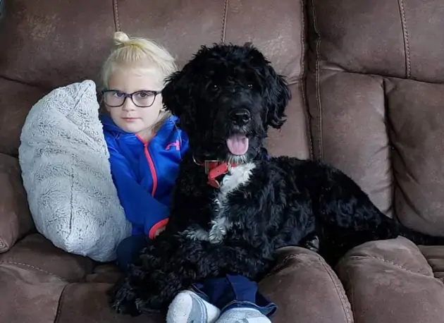 Family Raised Portuguese Water Dog Puppies in Portland Maine