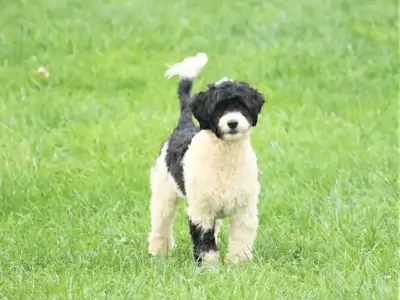 Wheaton Registered AKC Portuguese Water Dog Puppy near Montgomery County Maryland