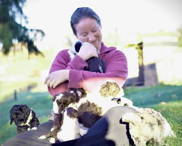 Kansas City Missouri In Cass County Portuguese Water Dog Puppies For Sale