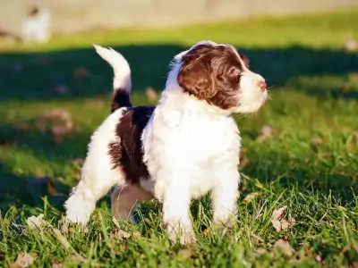 Beautiful Adult male Portuguese water dog from New York in Chili