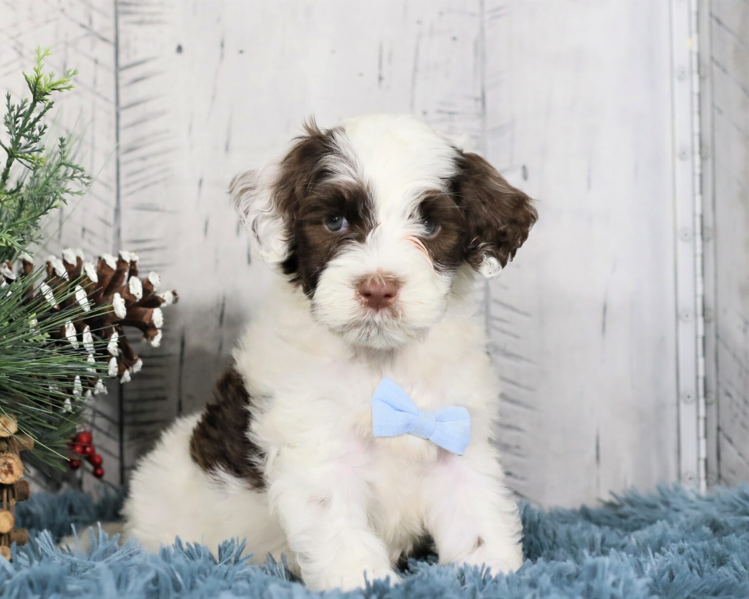 National Puppy Delivery - Portuguese Water Dog Puppies!