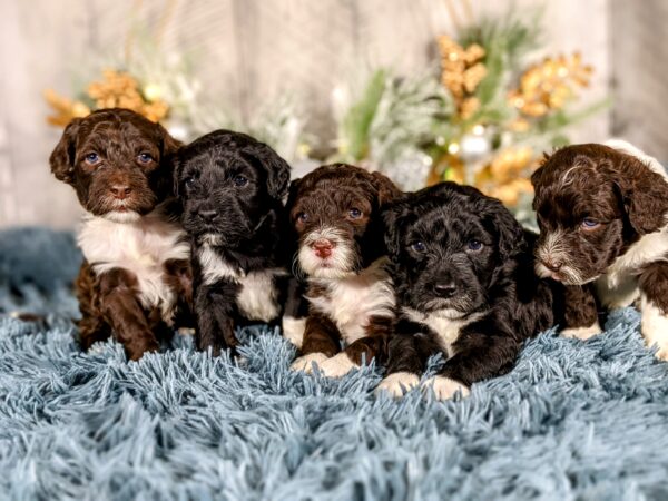 Rainie's April Litter