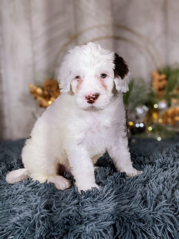 Rainie's April Litter - Image 12