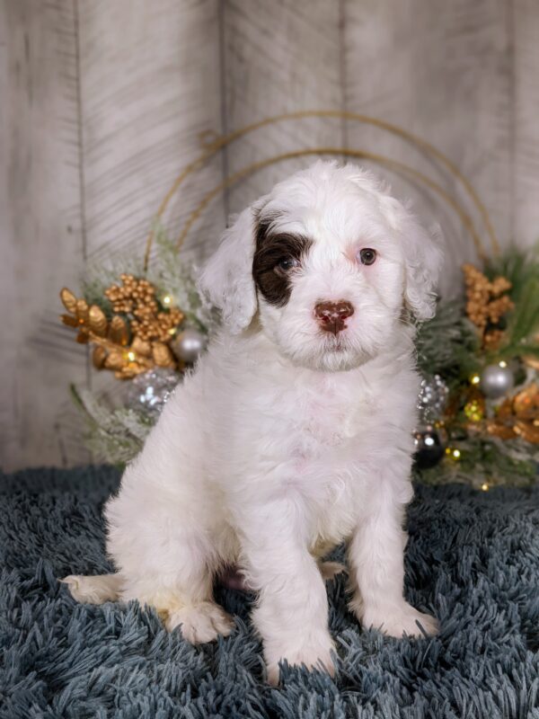 Rainie's April Litter - Image 9