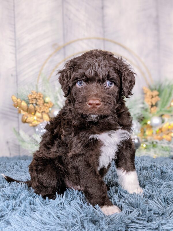 Remi's Summer '25 Litter - Image 6