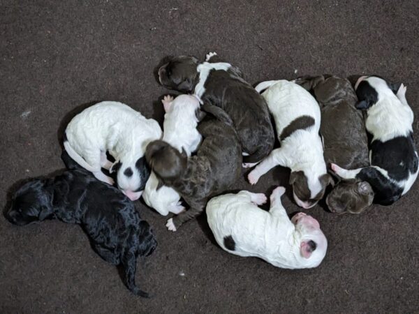 Remi's Summer '25 Litter